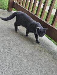 Found/Stray Male Cat last seen Hawthorne Trails, Appleton, WI 54913