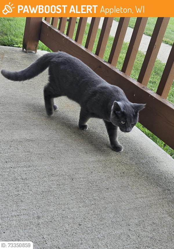 Found/Stray Male Cat last seen Hawthorne Trails, Appleton, WI 54913