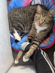 Lost Male Cat last seen Grey Could Island Dr. S. And Pioneer Rd. S., Saint Paul Park, MN 55071