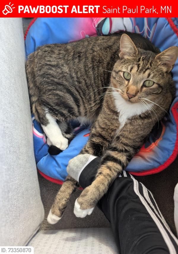 Lost Male Cat last seen Grey Could Island Dr. S. And Pioneer Rd. S., Saint Paul Park, MN 55071