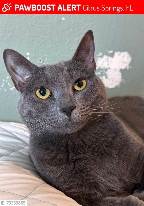 Lost Female Cat last seen N Hunter Way, Citrus Springs, FL 34433