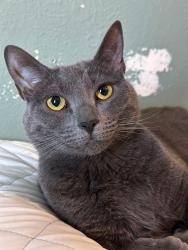 Lost Female Cat last seen N Hunter Way, Citrus Springs, FL 34433