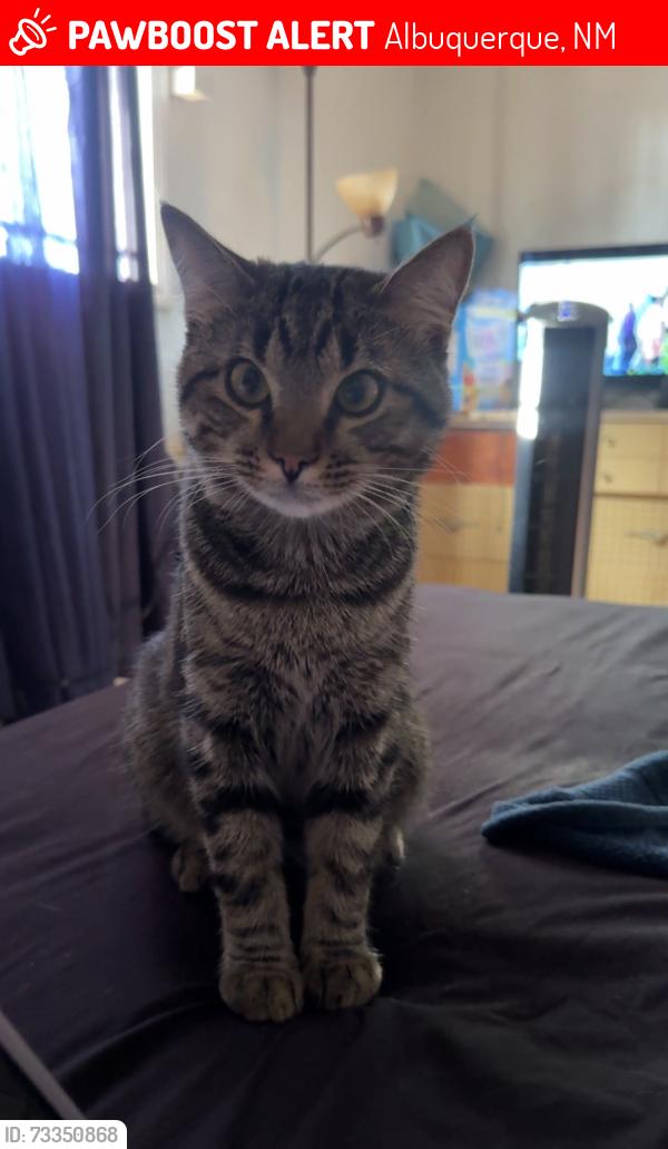 Lost Male Cat last seen Zuni and Louisiana, Albuquerque, NM 87108