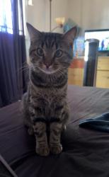 Lost Male Cat last seen Zuni and Louisiana, Albuquerque, NM 87108