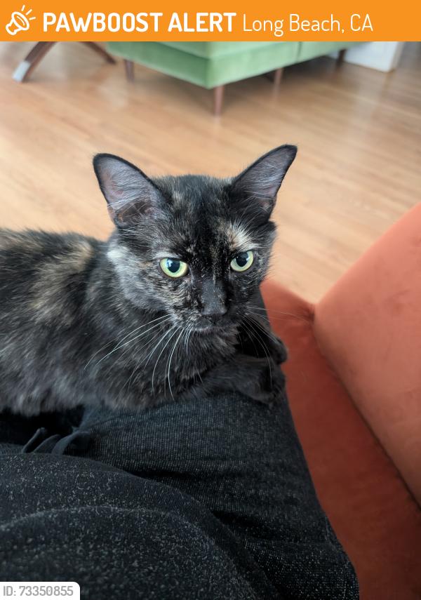 Found/Stray Female Cat last seen Somerset Park, Long Beach, CA 90807