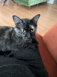 Found/Stray Female Cat last seen Somerset Park, Long Beach, CA 90807