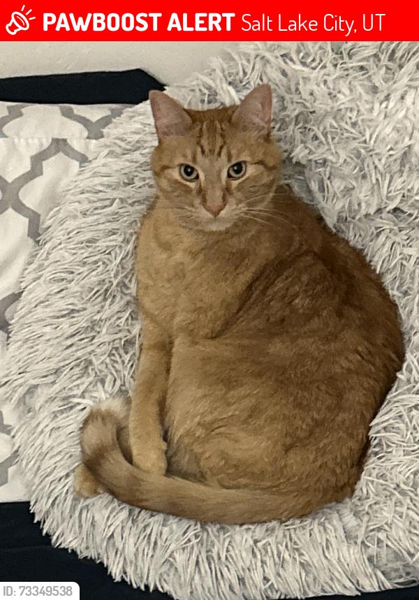 Lost Male Cat last seen Neff’s Canyon Trailhead Parking Lot, Salt Lake City, UT 84124