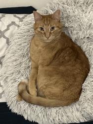 Lost Male Cat last seen Neff’s Canyon Trailhead Parking Lot, Salt Lake City, UT 84124