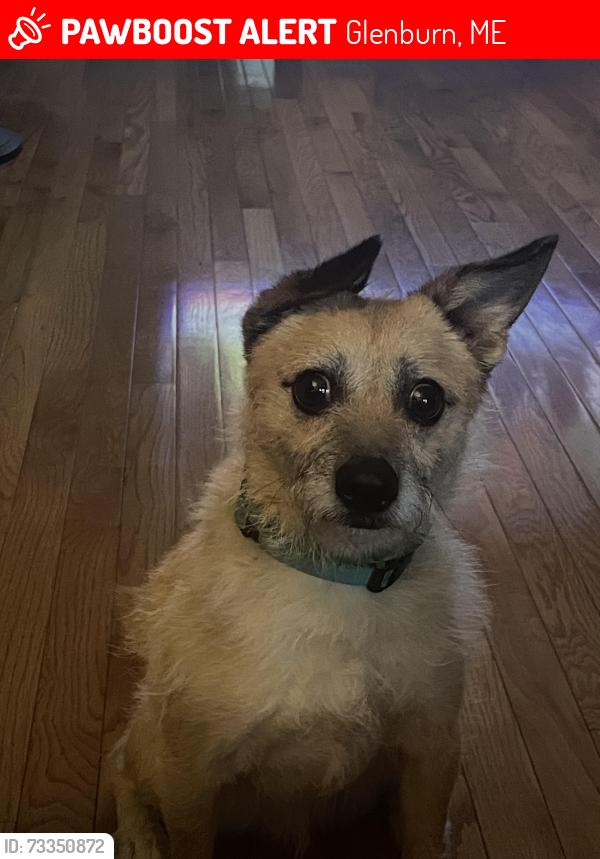 Lost Male Dog last seen Broadway, Glenburn, ME 04401