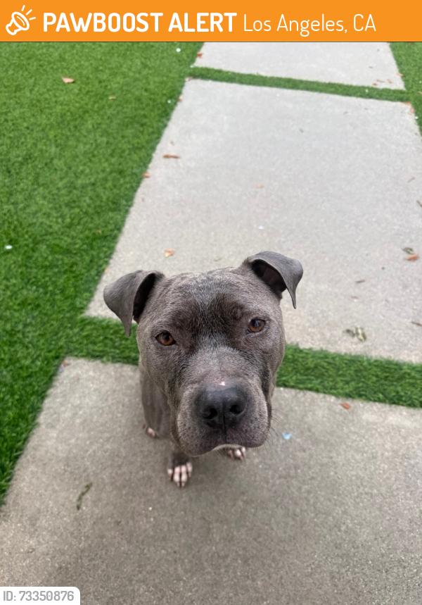 Found/Stray Male Dog last seen West Hills, Los Angeles, CA 91304