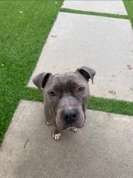 Found/Stray Male Dog last seen West Hills, Los Angeles, CA 91304