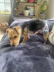 Reunited Unknown Dog last seen Burnt Umber Dr, Charlotte, NC 28215, USA, Charlotte, NC 28215