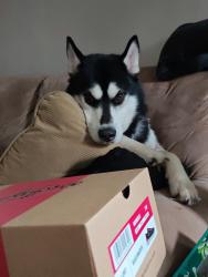Lost Male Dog last seen Middle street and Fulton street, Hanover, PA 17331