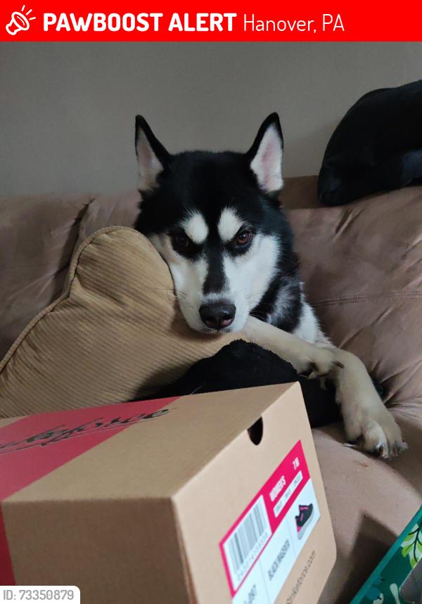 Lost Male Dog last seen Middle street and Fulton street, Hanover, PA 17331