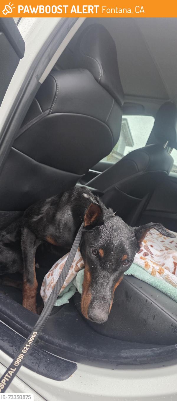 Found/Stray Male Dog last seen Palmetto/Baseline, Fontana, CA 92336