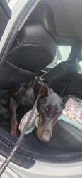 Found/Stray Male Dog last seen Palmetto/Baseline, Fontana, CA 92336