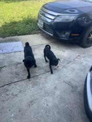 Found/Stray Unknown Dog last seen Inspiration and Arrowhead, San Antonio, TX 78228