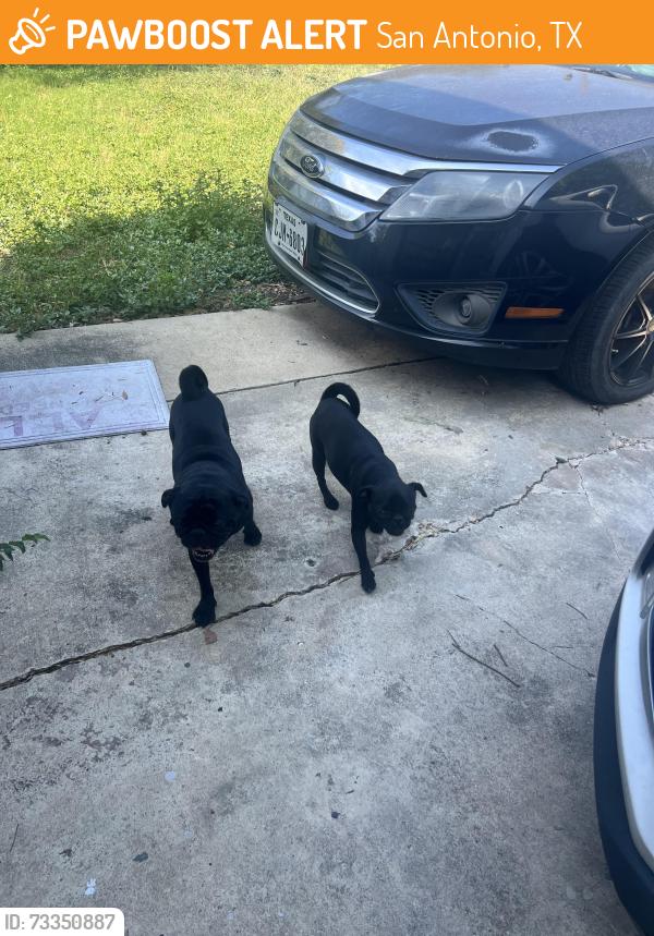 Found/Stray Unknown Dog last seen Inspiration and Arrowhead, San Antonio, TX 78228