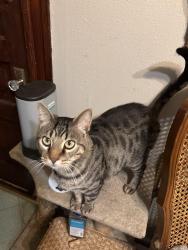 Lost Male Cat last seen Oak hill and Arsenal alley, St. Louis, MO 63139