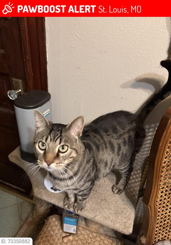 Lost Male Cat last seen Oak hill and Arsenal alley, St. Louis, MO 63139
