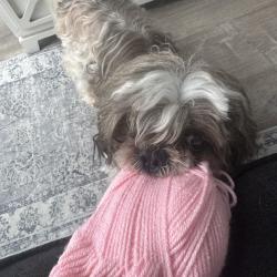 Reunited Male Dog last seen Near 4310 NE 1st Ter, Oakland Park FL 33334 United States, Oakland Park, FL 33334