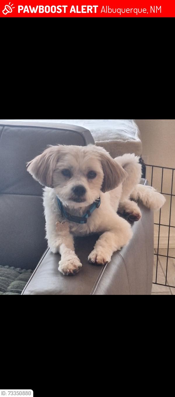 Lost Male Dog last seen Constitution and Nakomis, Albuquerque, NM 87112