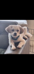 Lost Male Dog last seen Constitution and Nakomis, Albuquerque, NM 87112
