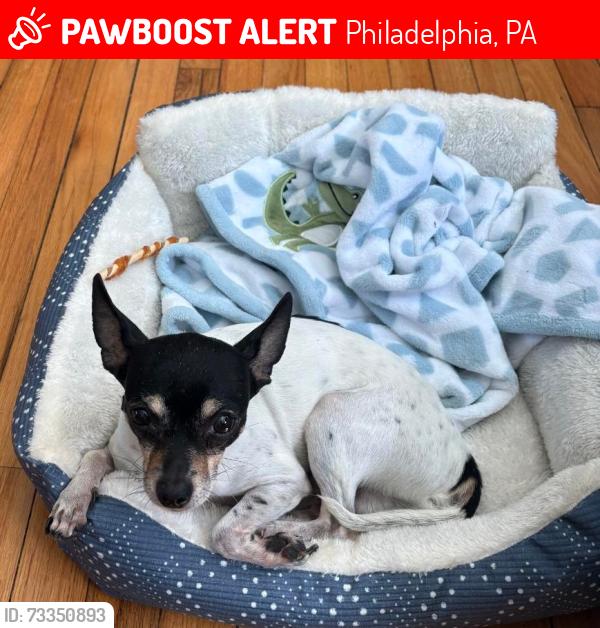 Lost Male Dog last seen Second and Somerset, Philadelphia, PA 19133