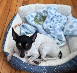 Lost Male Dog last seen Second and Somerset, Philadelphia, PA 19133