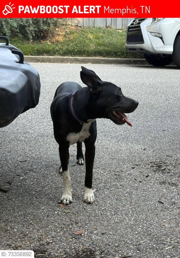 Lost Male Dog last seen Washington & Jefferson, Memphis, TN 38104