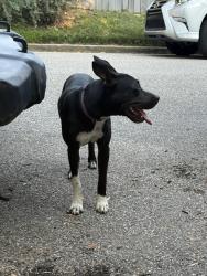 Lost Male Dog last seen Washington & Jefferson, Memphis, TN 38104