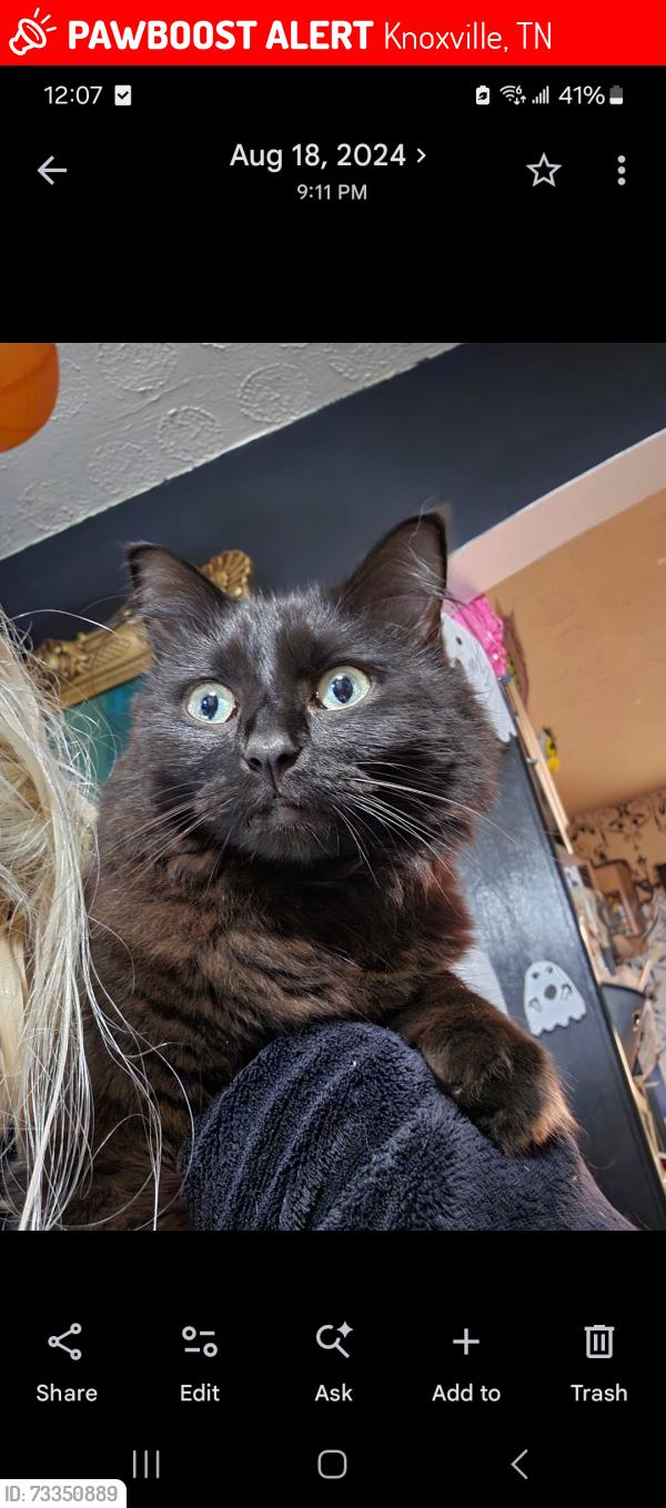 Lost Female Cat last seen St Joseph School, Knoxville, TN 37918