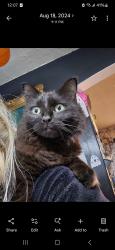 Lost Female Cat last seen St Joseph School, Knoxville, TN 37918
