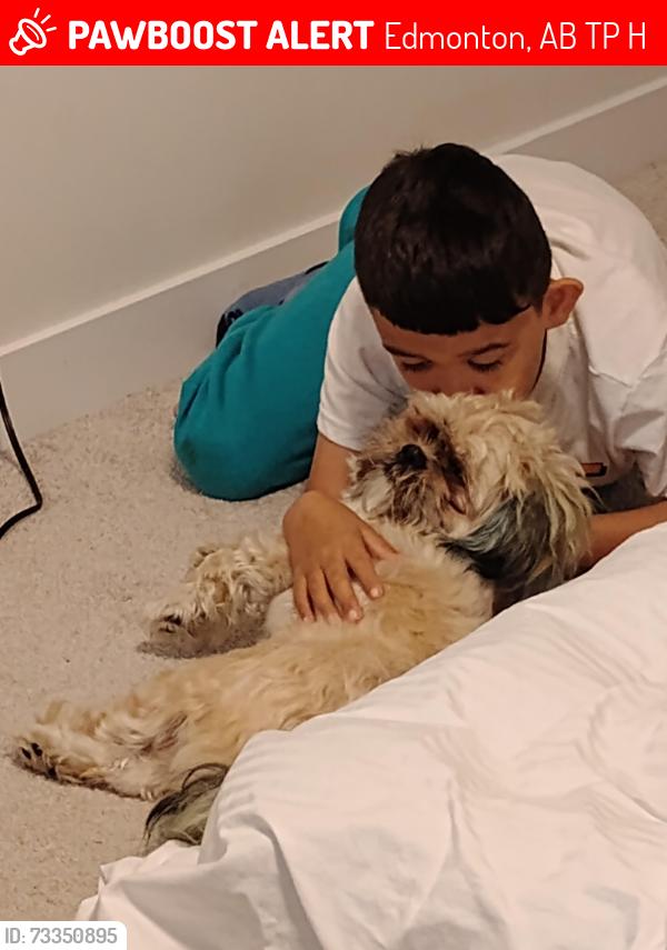 Lost Male Dog last seen Conora, Edmonton, AB T5P 2H5
