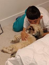Lost Male Dog last seen Conora, Edmonton, AB T5P 2H5
