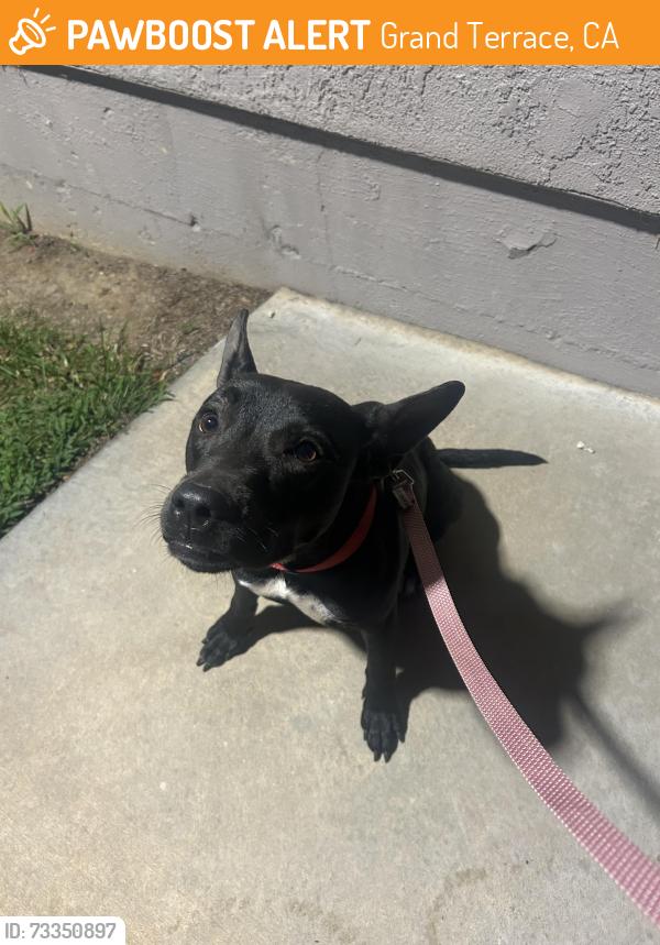 Found/Stray Female Dog last seen Mount Vernon, Grand Terrace, CA 92313