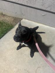 Found/Stray Female Dog last seen Mount Vernon, Grand Terrace, CA 92313