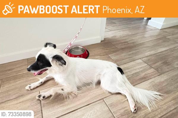Found/Stray Female Dog last seen Laveen, Phoenix, AZ 85339