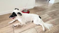 Found/Stray Female Dog last seen Laveen, Phoenix, AZ 85339
