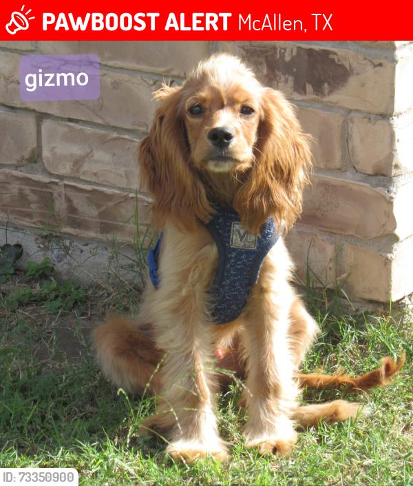 Lost Male Dog last seen Frontera rd and 23rd street, McAllen, TX 78504