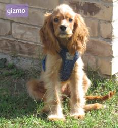 Lost Male Dog last seen Frontera rd and 23rd street, McAllen, TX 78504