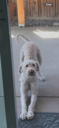 Reunited Female Dog last seen Sacchetti Cir, Stockton, CA 95206