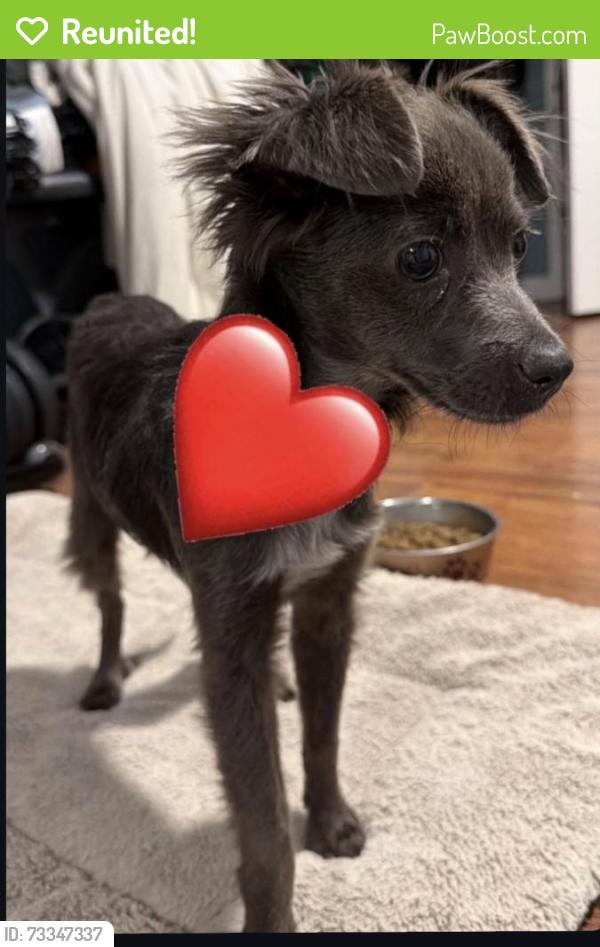 Reunited Unknown Dog last seen N Fairview Ave & W Grant Rd, Tucson, AZ 85705, USA, Tucson, AZ 85705