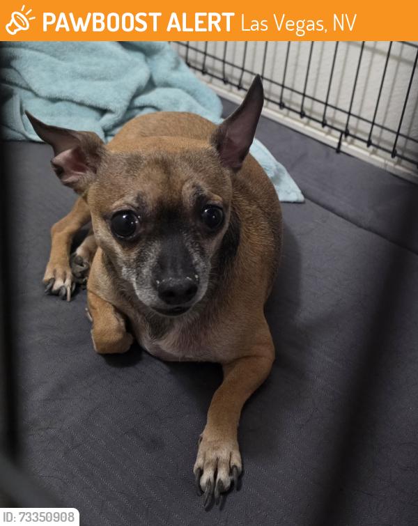 Found/Stray Male Dog last seen Villanova apartament, Las Vegas, NV 89123