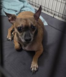 Found/Stray Male Dog last seen Villanova apartament, Las Vegas, NV 89123