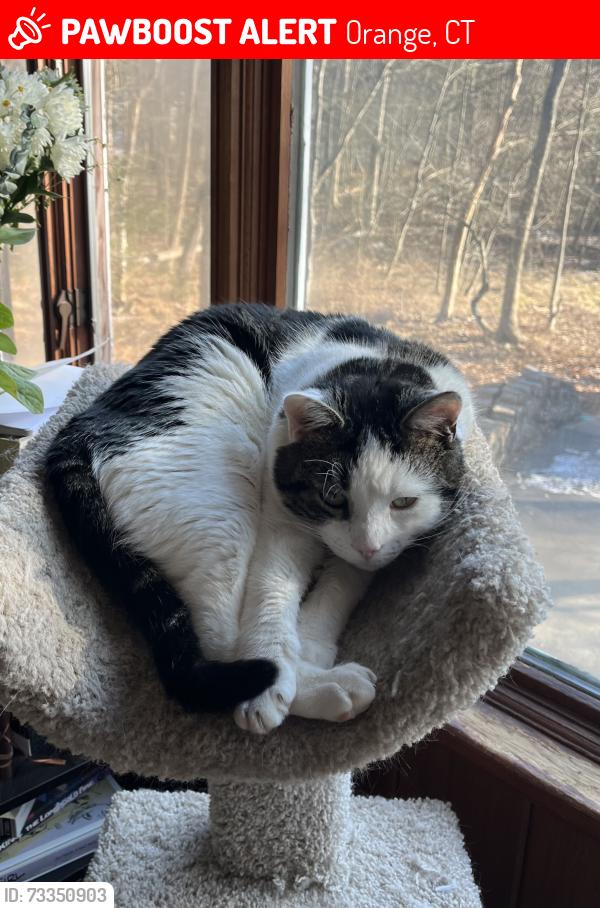 Lost Male Cat last seen Hilltop Rd, Orange, CT 06477