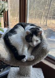 Lost Male Cat last seen Hilltop Rd, Orange, CT 06477