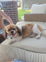 Reunited Male Dog last seen Bay colony pointe, Dickinson, TX 77539