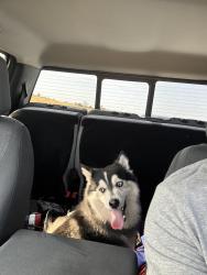 Found/Stray Male Dog last seen Nw 164th /Portland, Edmond, OK 73012