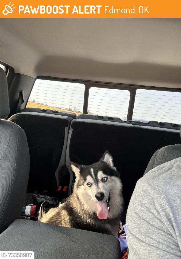 Found/Stray Male Dog last seen Nw 164th /Portland, Edmond, OK 73012